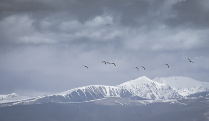 Red ducks fly and flap their wings, in the Tien Shan Mountains on In the Pamirs, against the backdrop of majestic mountain ranges with snow and glaciers, wild ducks in flight