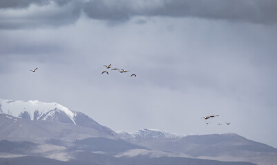 Red ducks fly and flap their wings, in the Tien Shan Mountains on In the Pamirs, against the backdrop of majestic mountain ranges with snow and glaciers, wild ducks in flight