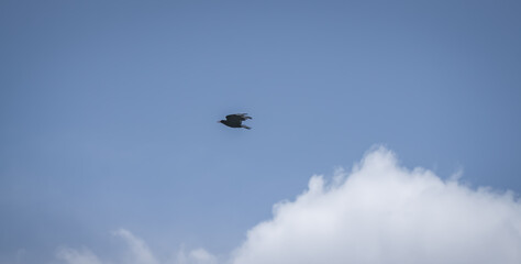 A black bird of prey flies against a blue sky