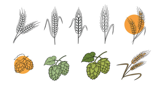 A collection of hand-drawn wheat and hops illustrations in various styles perfect for beer branding brewery logos and bakery designs.