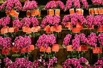 Asia, China, Shanghai, Jade Buddha Temple, Yùfó Chán Sì, Niohveh Zoe Zy, flowers in the temple