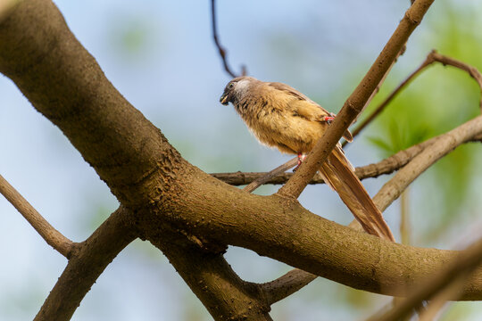 Speckled Mouse-bird or Colius striatus in tree with fruit in beak