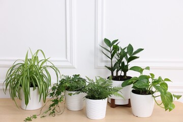 Beautiful potted houseplants on wooden table near white wall. Space for text