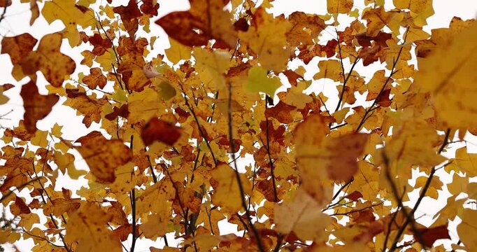 deciduous trees is yellow and orange in cloudy weather in the middle of autumn before the fall of leaves, beautiful multicolored foliage of a tree against a gray sky in October