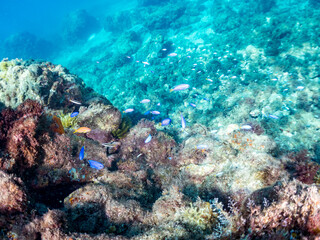 キンギョハナダイ, ハナダイ亜科,
Sea Goldie, Pseudanthias squamipinnis, 
ソラスズメダイ, スズメダイ科,
Heavenly Damselfish, Pomacentrus coelestis,
他の群れ。
ヒリゾ浜南伊豆町中木
静岡県伊豆半島-2025
日本有数のシュノーケリングスポット。
夏の数カ月間だけ渡し船で行ける。
水質透明度魚影が素晴らしい。
