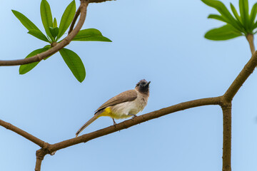 Common Bulbul or Pycnonotus barbatus on branch