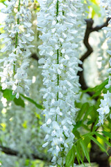 藤の花（あしかがフラワーパーク）