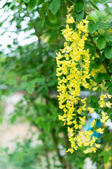 藤の花（あしかがフラワーパーク）