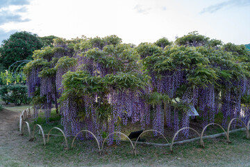 藤の花（あしかがフラワーパーク）