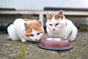 Two stray kitten with a disability waiting for food. Horizontal image with selective focus.