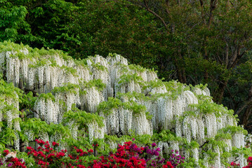 藤の花（あしかがフラワーパーク）