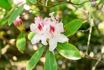 ツツジの花（あしかがフラワーパーク）
