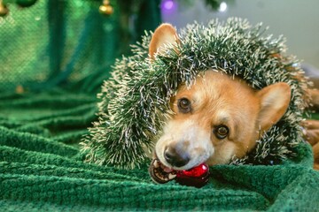 Festive Corgi Dog Playing with Christmas Ball on a Soft Green Plaid Near to Christmas Tree.