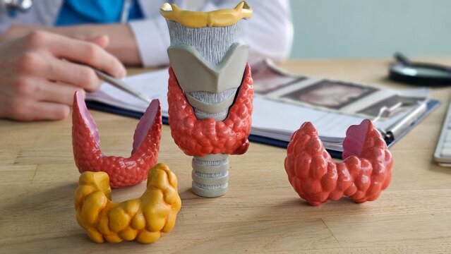 Models of the thyroid gland and surrounding structures during a medical consultation at a healthcare facility concept