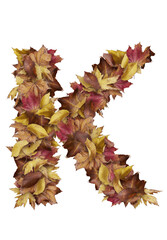 Autumn Leaf Letter K Illustration for Seasonal Posters, Fall Greeting Cards, Classroom Alphabet Charts, Scrapbooking, Rustic Branding and Nature-Inspired Decorative Typography with Angled Foliage

