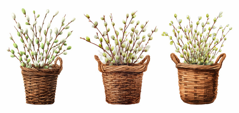 Watercolor Easter basket filled with willow branches and spring blossoms creates charming seasonal greeting card design with delicate pussy willow catkins and nest elements.