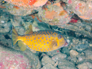 ハコフグ, Boxfish, Ostracion immaculatus, ハコフグ科, 他の群れ。 ヒリゾ浜南伊豆町中木 静岡県伊豆半島-2025 日本有数のシュノーケリングスポット。 夏の数カ月間だけ渡し船で行ける。 水質透明度魚影が素晴らしい。  © d3_plus