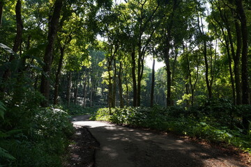 Sunlit Road Through Dense Tropical Forest Canopy