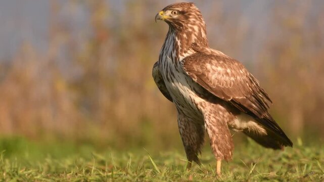 Buzzard (buteo buteo)