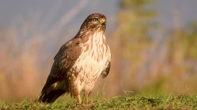 Buzzard (buteo buteo)