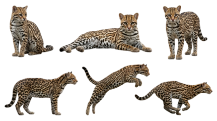 set of an ocelot in different poses, sitting, lying, running and jumping, isolated on a transparent background