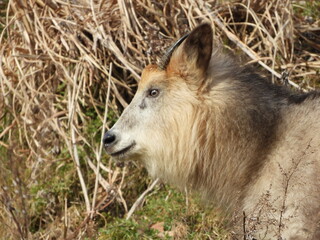 ニホンカモシカ