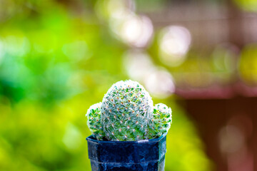 A close-up image of a small cactus in a pot.