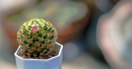 A close-up image of a small cactus in a pot.