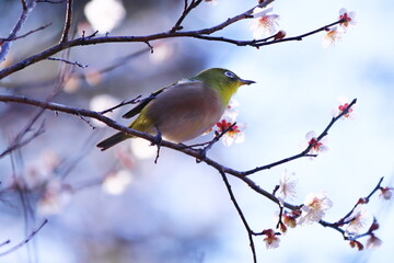 梅の枝にとまるメジロ