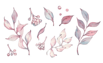 A watercolor set with branches, leaves, and berries. Pink and purple branches and leaves, rowan and chokeberry berries. Hand-drawn botanical illustration. Design for greeting cards and packaging.