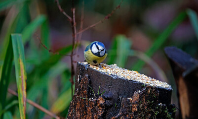 Bluetit feeding on a log in the woods