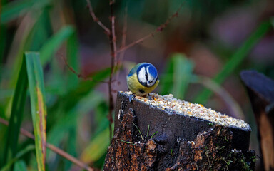 Bluetit feeding on a log in the woods