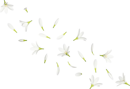 White Rain Lily Petals