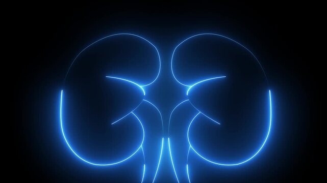 The appearance of neon symbol kidneys. Elements of Medicine in neon style icons. 4k Kidney animation by blue neon on black background. The kidney was divided into the right and left halves
