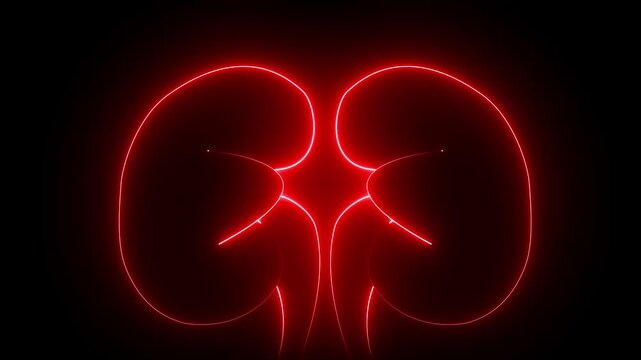 The appearance of neon symbol kidneys. Elements of Medicine in neon style icons. 4k Kidney animation by Red neon on black background. The kidney was divided into the right and left halves