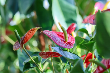 Flamingo lily (Anthurium) is a houseplant called also painter’s palette. It is an evergreen tropical perennial and most noted for its attractive waxy, palette-shaped, bright red spathes. 