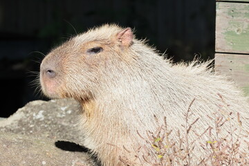 カピバラ