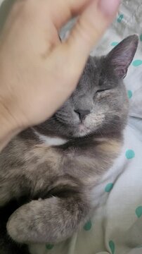 Female hand cuddle cute cat laying on bed