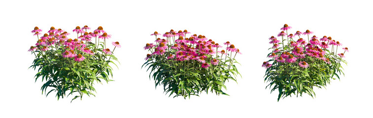 Echinacea Purpurea (Purple Coneflower) herbaceous perennial isolated PNG on a transparent...