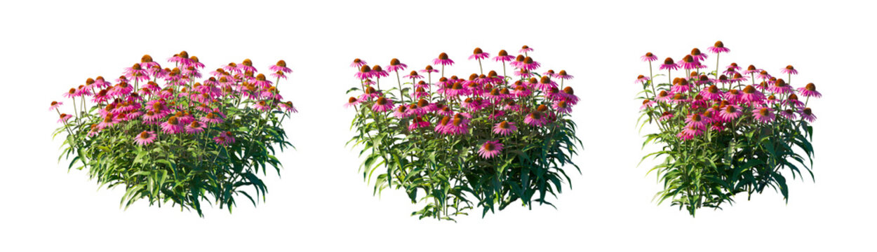 Echinacea Purpurea (Purple Coneflower) herbaceous perennial isolated PNG on a transparent background premium nature cutout