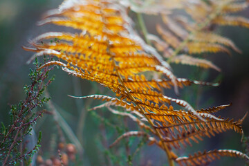 Vue rapprochée de fougères et de bruyères, en automne, dans la forêt des Landes de Gascogne