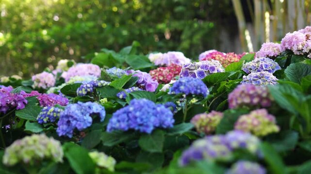 A vibrant tapestry of multicolored hydrangeas in full bloom, showcasing pink, purple, and blue hues. The lush flowers create a beautiful, rich floral background in a tranquil garden.