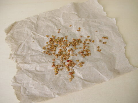 Tomato seeds extracted from garden tomatoes