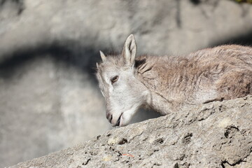 スーチョワンバーラル