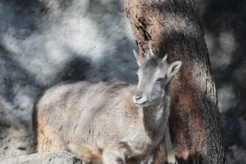 スーチョワンバーラル