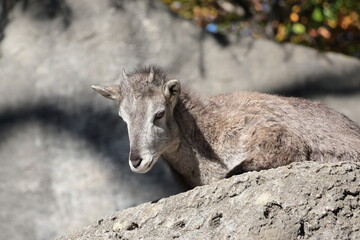 スーチョワンバーラル