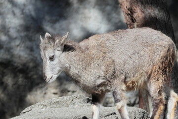 スーチョワンバーラル