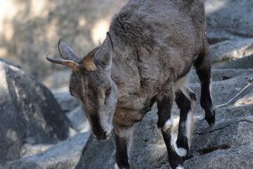 スーチョワンバーラル