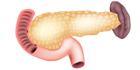 Pancreas Anatomy with Duodenum and Spleen Medical Illustration. Human Pancreas Structure with Surrounding Organs Detailed Anatomical Art