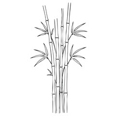 Obraz premium Line drawing of bamboo stalks with leaves on a white background in a simple, illustrative style.